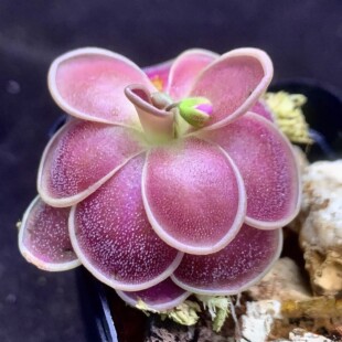 埃普西隆ε捕虫堇丨Pinguicula 