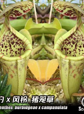 N.burbidgeae x campanulata丨斑豹交风铃猪笼草丨食虫植物