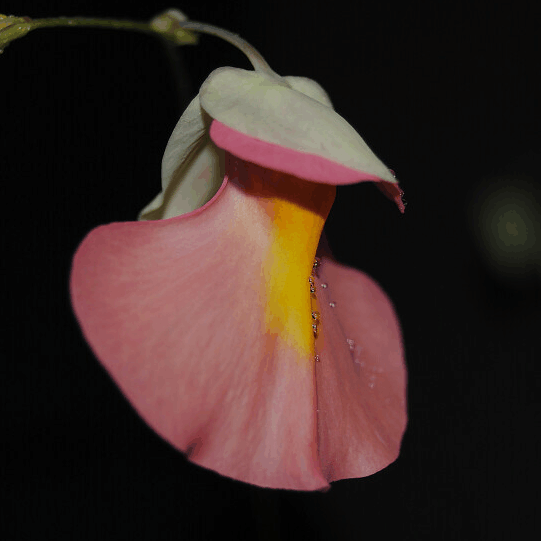 【新品】坎贝尔X高山狸藻丨U.campbelliana x alpina ex.BCP