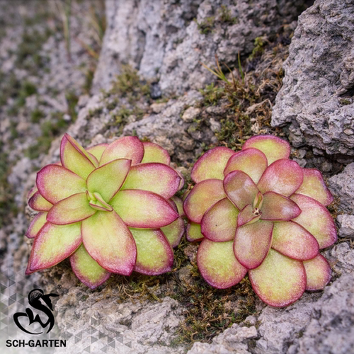 危地马拉捕虫堇短花茎个体 P. sp. [Guatemala, breviscapa]