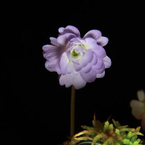 重瓣（复瓣）樱叶捕虫堇丨Pinguicula “Rose”