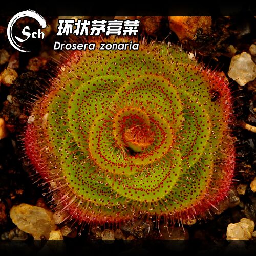 【新品】环状球根茅膏菜丨Drosera zonaria丨限量销售