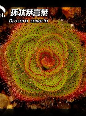 【新品】环状球根茅膏菜丨Drosera zonaria丨限量销售