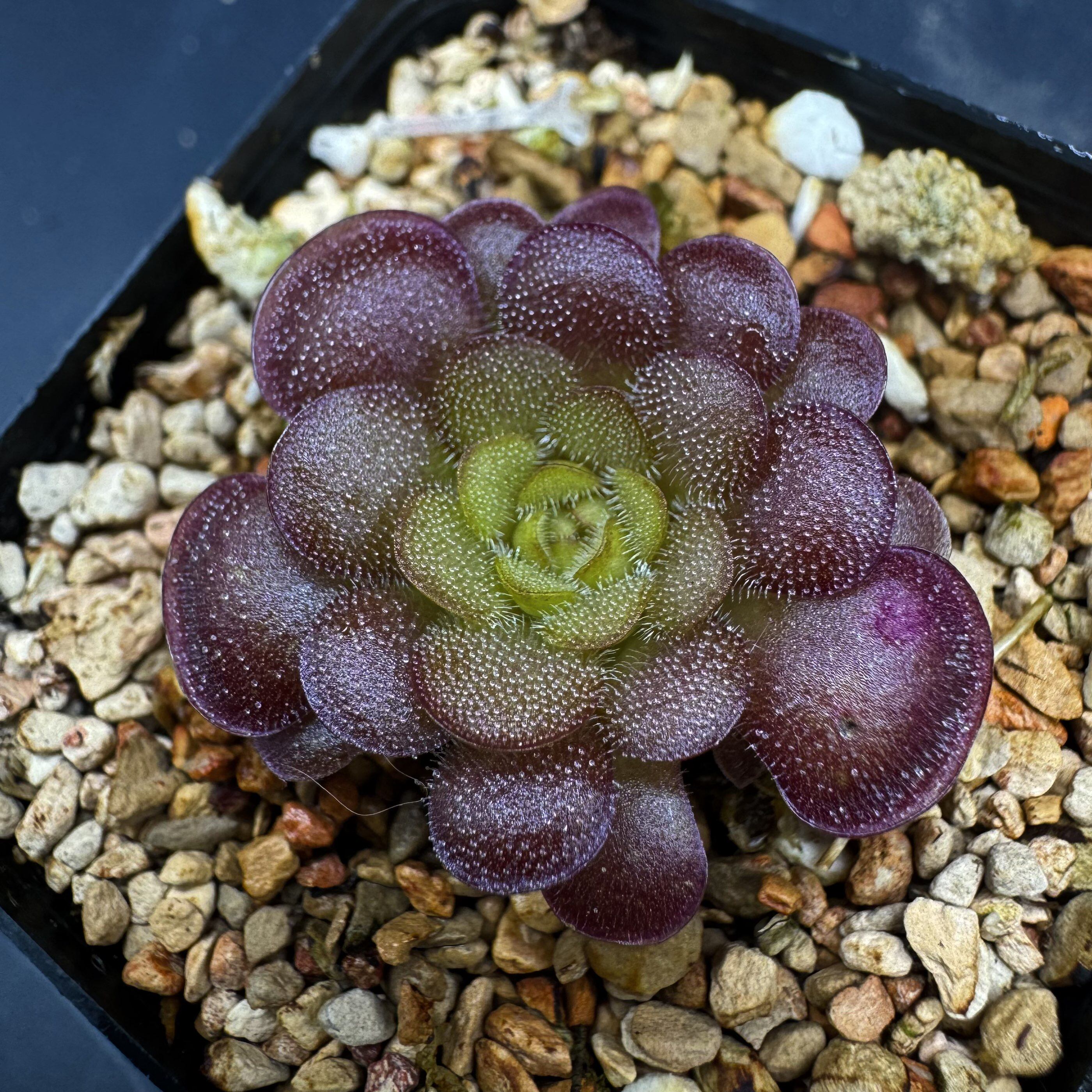腥曜捕虫堇丨Pinguicula"SCH Sanguine Radiance"丨栩园培育