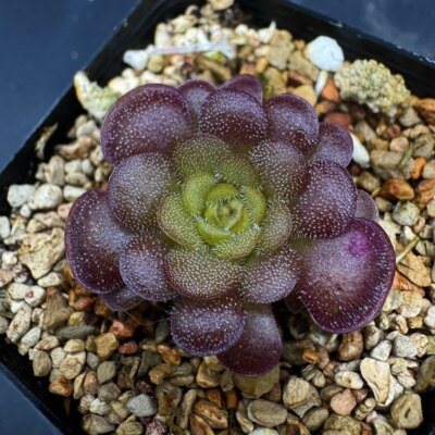 腥曜捕虫堇丨Pinguicula