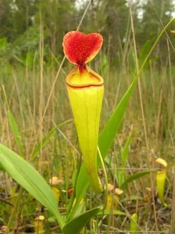 【新品】马达加斯加猪笼草丨nepenthes madagascariensis低地原种