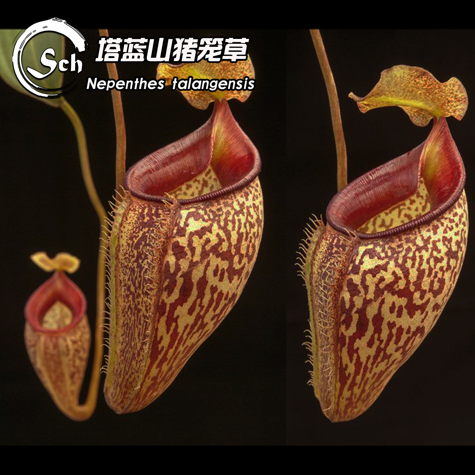 nepenthes talangensis丨塔蓝山猪笼草丨食虫植物 原种高地猪