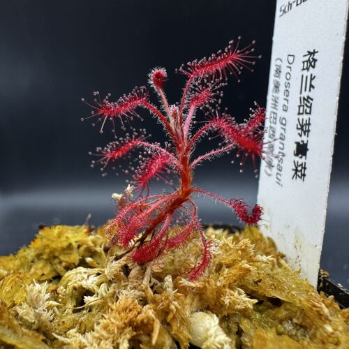 【新品】格兰绍茅膏菜丨Drosera grantsaui 南美高地茅