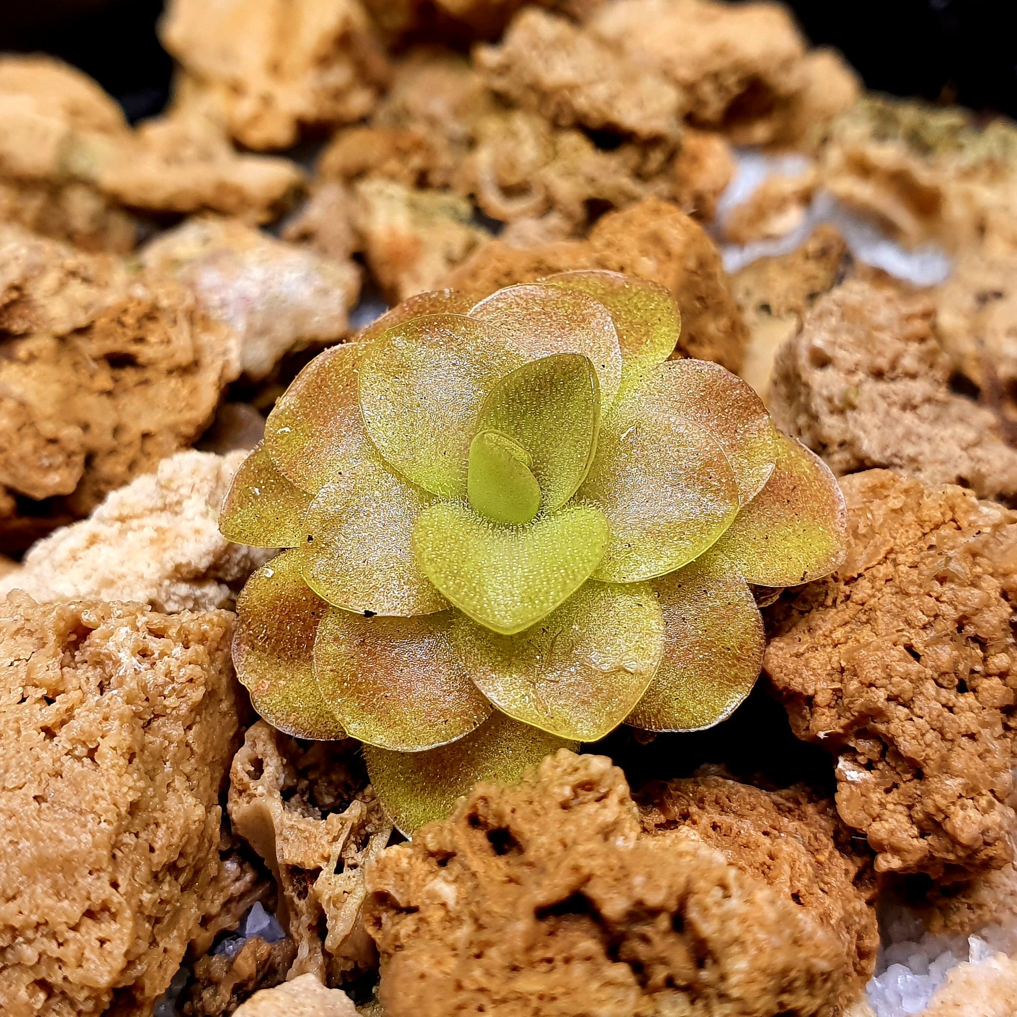 【春季奇遇】红叶危地马拉捕虫堇031302,2.7CM
