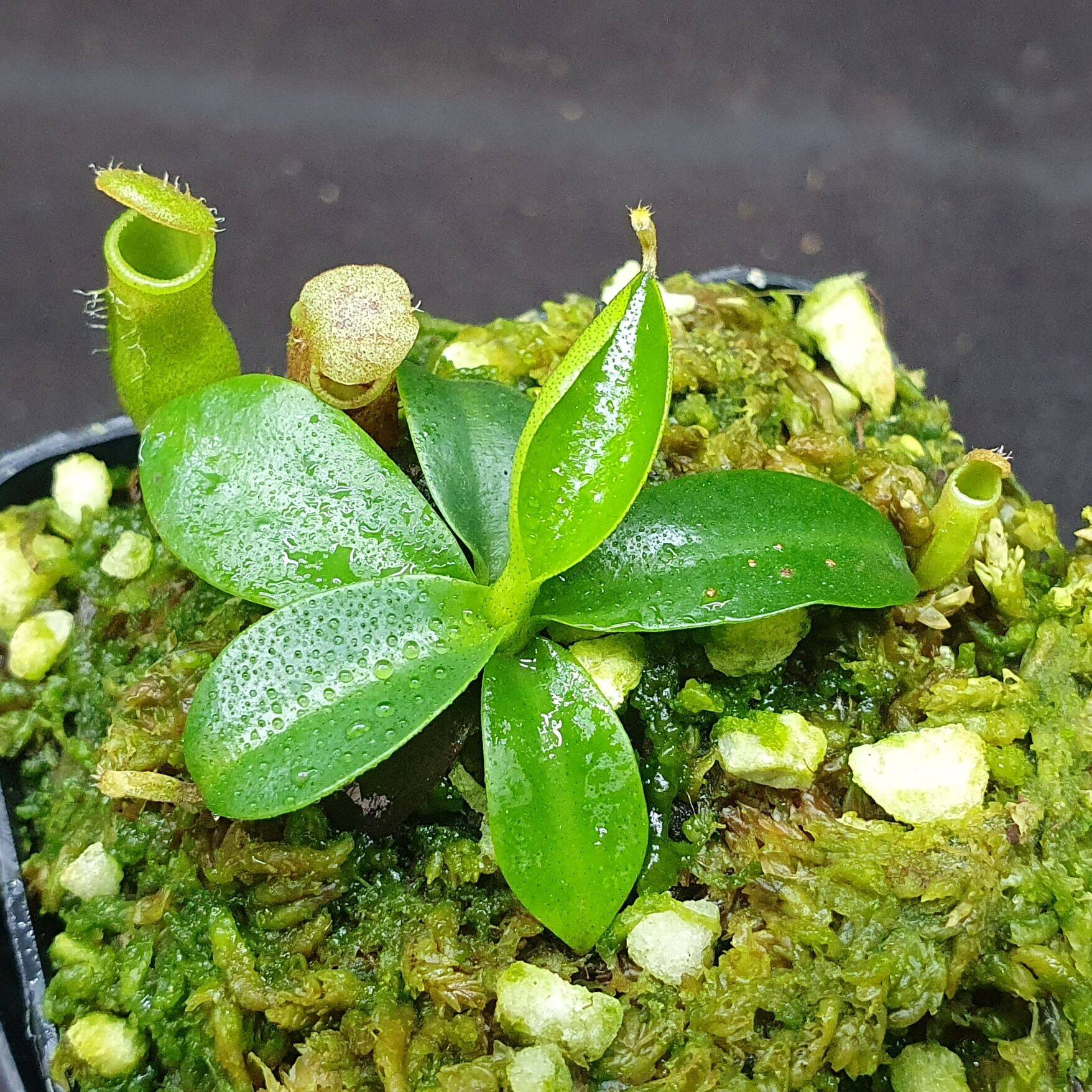 【丰收季】csm风铃x(欣佳浪山 x惊奇)猪笼草  052802 4.5cm