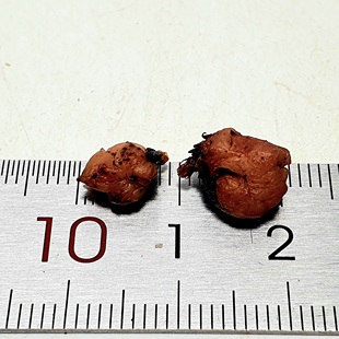 【丰收季】劳瑞球根茅膏菜0918，实拍图，两颗。