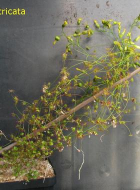 【新品】缠结球根茅膏菜丨Drosera intricata 丨食虫植物 澳洲