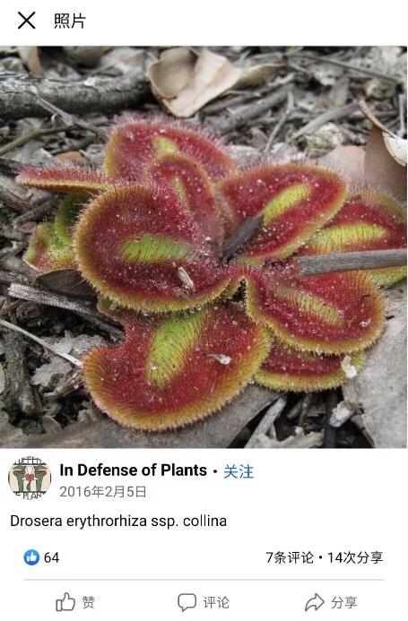 【新品】科利纳球根茅膏菜丨Drosera erythrorhiza subsp.collina