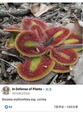 【新品】科利纳球根茅膏菜丨Drosera erythrorhiza subsp.collina