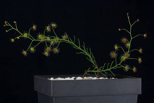 新品茅膏菜新品兴趣爱好