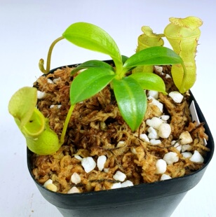 【新品】CLC风铃X（劳氏X风铃）猪笼草 全绿矮胖个体 S苗