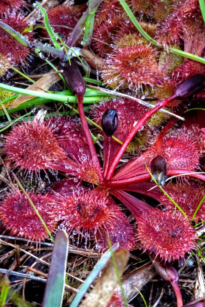 【新品】异形球根茅膏菜丨Drosera aberrans丨食虫植物