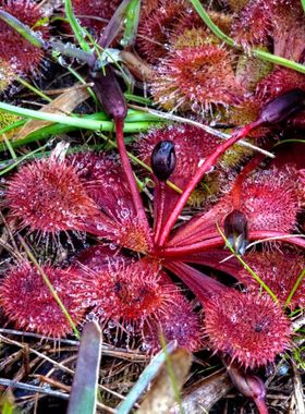 【新品】异形球根茅膏菜丨Drosera aberrans丨食虫植物