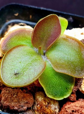 【丰收季】BCP圣塔卡琳娜墨兰捕虫堇Santa Catarina   3.6cm+