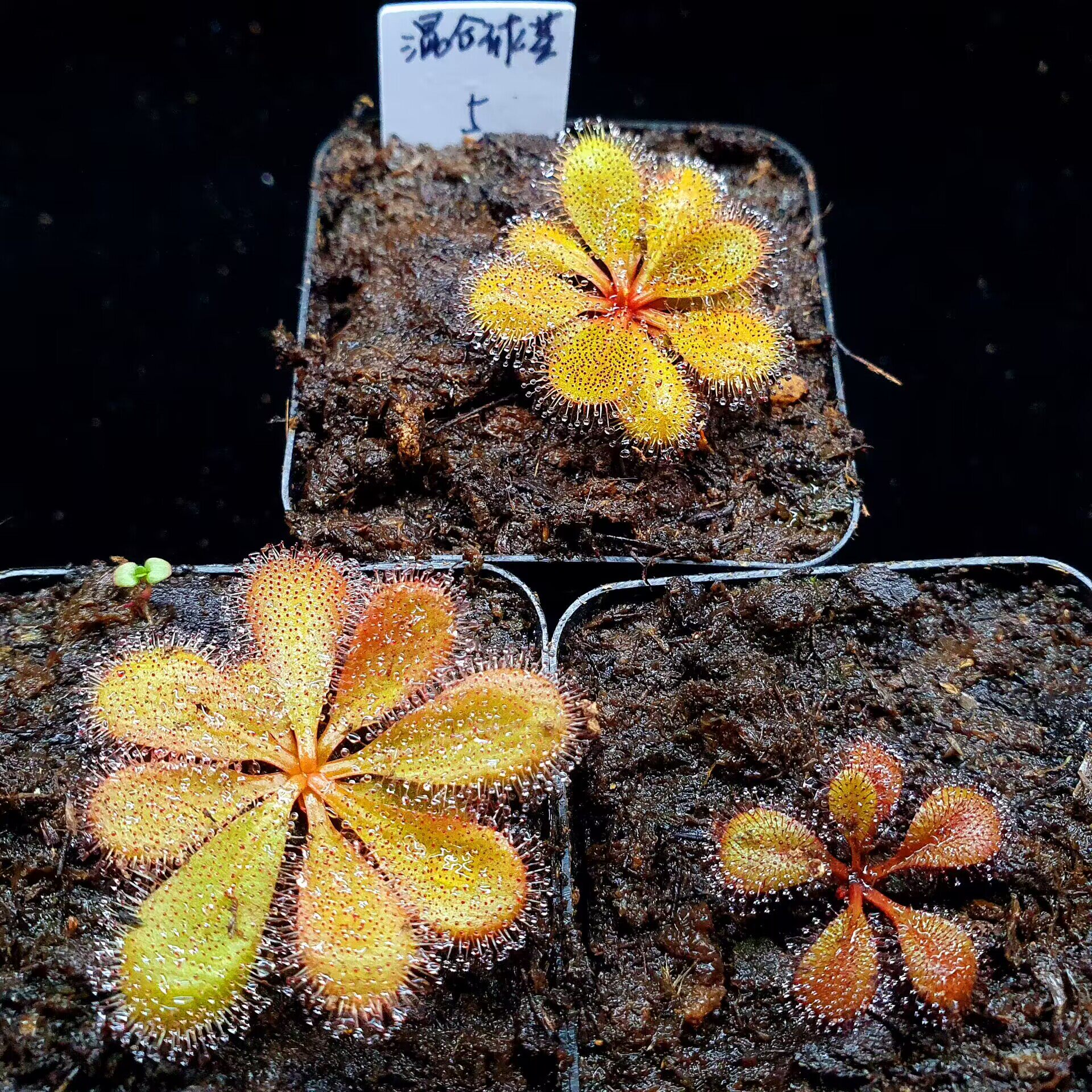 【丰收季】混合球茎茅膏菜3颗装5号  花盆5.5cm