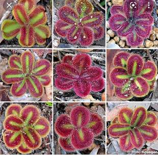 D.squamosa 鳞状球根茅膏菜 姨妈巾 From.Allen 新品