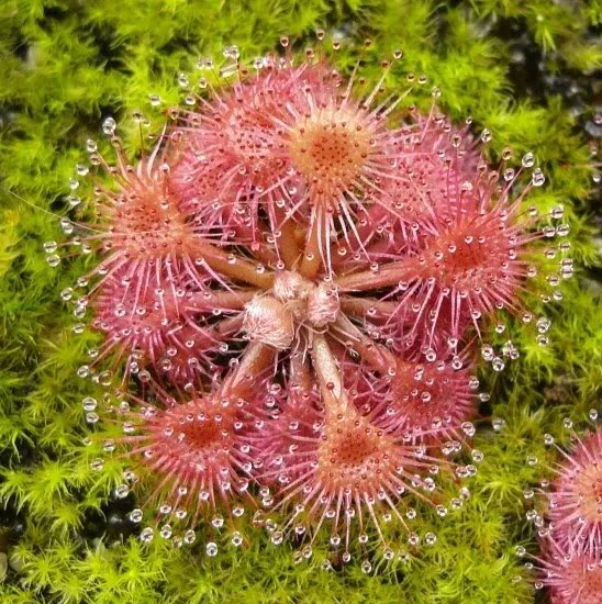 【新品】凯特尔茅膏菜丨Drosera kaieteurensis丨太阳瓶伴生植物