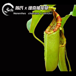 chaniana veitchii 绿笼花唇 陈氏X维奇猪笼草 食虫植物