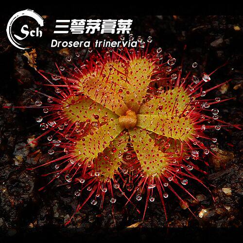 三脉茅膏菜丨Drosera trinervia丨南非冬生型