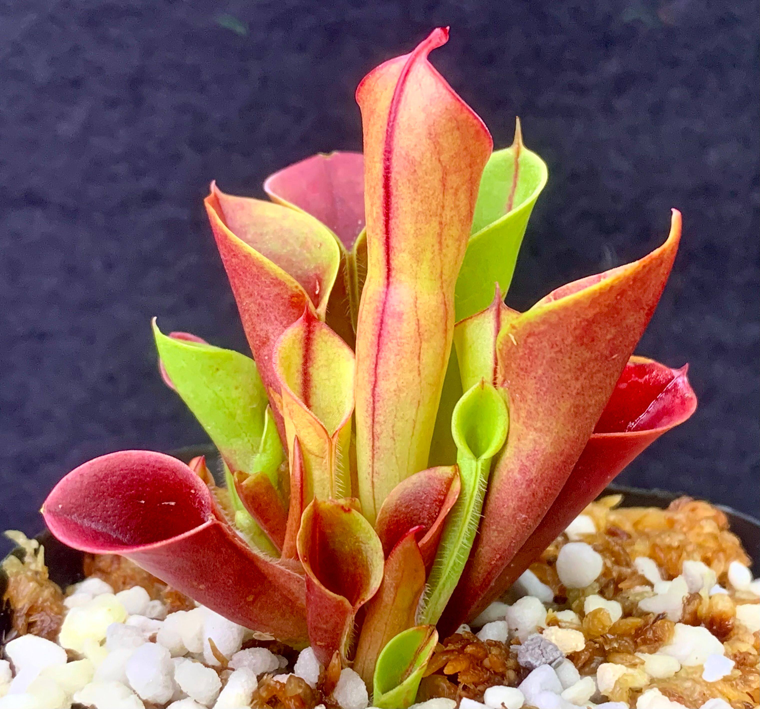 【新品】小太阳瓶子草h.minor 带成熟瓶状态佳丨食虫植物