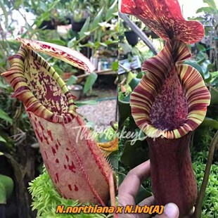【新品】N x Lvb诺斯X（劳氏维奇博士）猪笼草实生苗