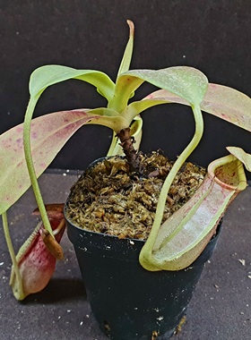 【丰收季】诺斯×LVBVMV猪笼草040101  如图  16CM