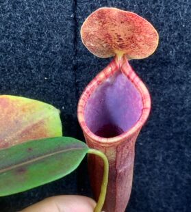 【清凉一夏】CLC风铃X（劳氏X风铃）猪笼草 高低地交种次品出售