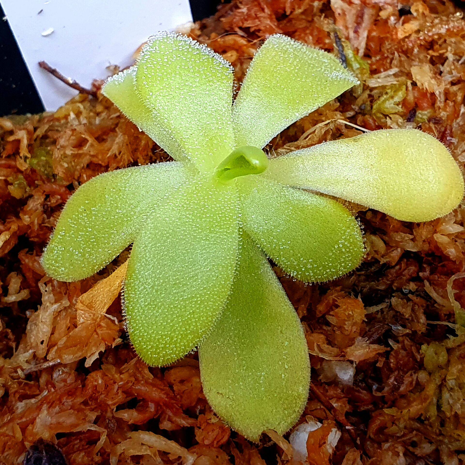 【丰收季】巨大×马丁尼兹捕虫堇    4CM