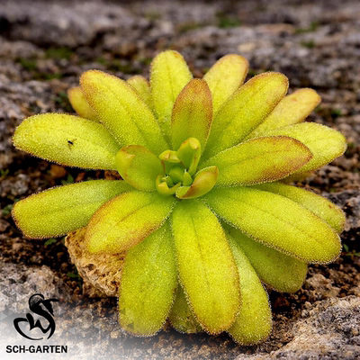 沙迦交石灰岩捕虫堇Pinguicula  zecheri x gypsicola