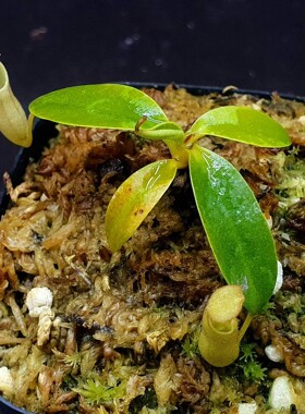 【丰收季】风铃猪笼草081701   5.5CM