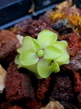 【丰收季】紧凑凹瓣捕虫堇P.emarginata 2CM