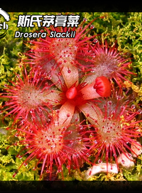 斯氏茅膏菜Drosera slackii  南非高地茅膏菜