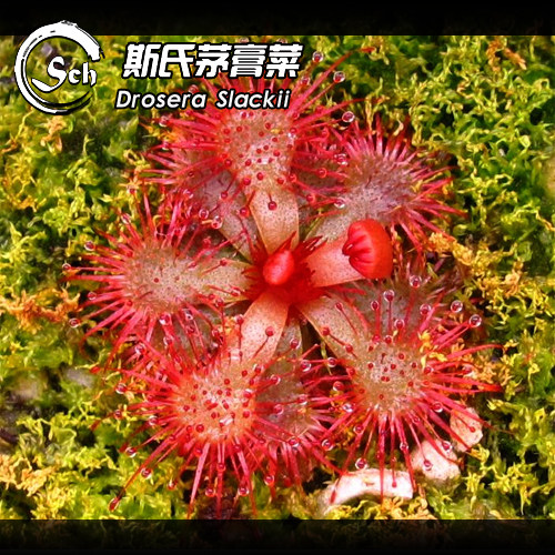 斯氏茅膏菜Drosera slackii  南非高地茅膏菜