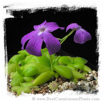 【新品】苏米德罗捕虫堇 Pinguicula spec. Sumidero I.大花品种