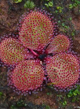 【新品】碟形叶球根茅膏菜丨Drosera orbiculata