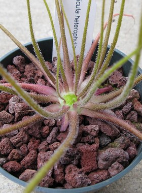 【新品】BCP异叶捕虫堇丨Pinguicula heterophylla经典变态叶品种