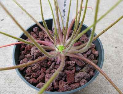 【新品】BCP异叶捕虫堇丨Pinguicula heterophylla经典变态叶品种