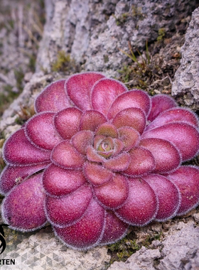 危地马拉捕虫堇 栩园4号个体Pinguicula spec.Guatemala