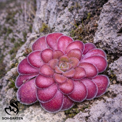 危地马拉捕虫堇 栩园4号个体Pinguicula spec.Guatemala
