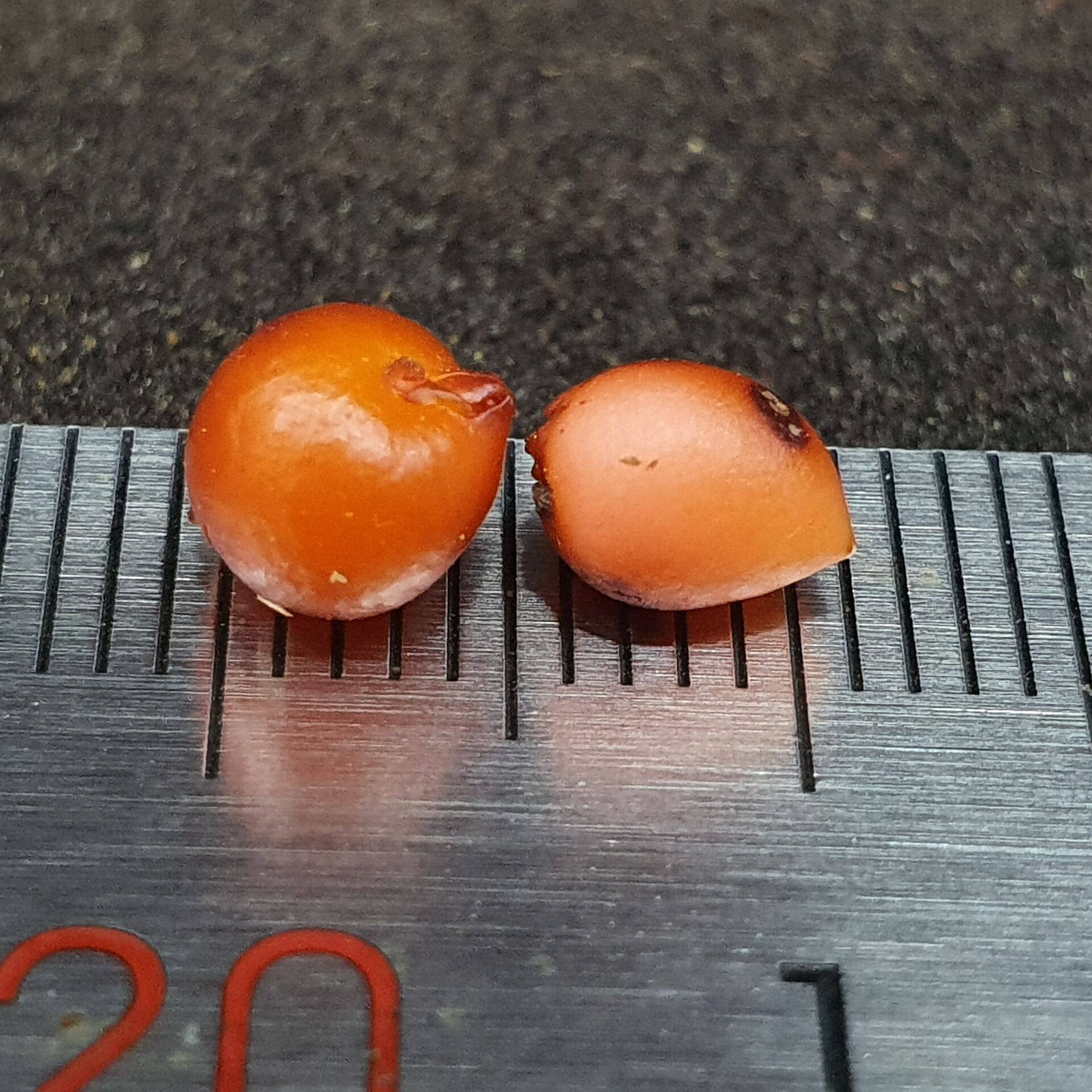 【丰收季】异形＋布朗球茎茅膏菜  休眠茎