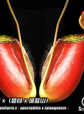 苹果X（显目X塔蓝山）猪笼草丨 高低地交种红笼花唇品种