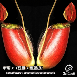 苹果X（显目X塔蓝山）猪笼草丨 高低地交种红笼花唇品种