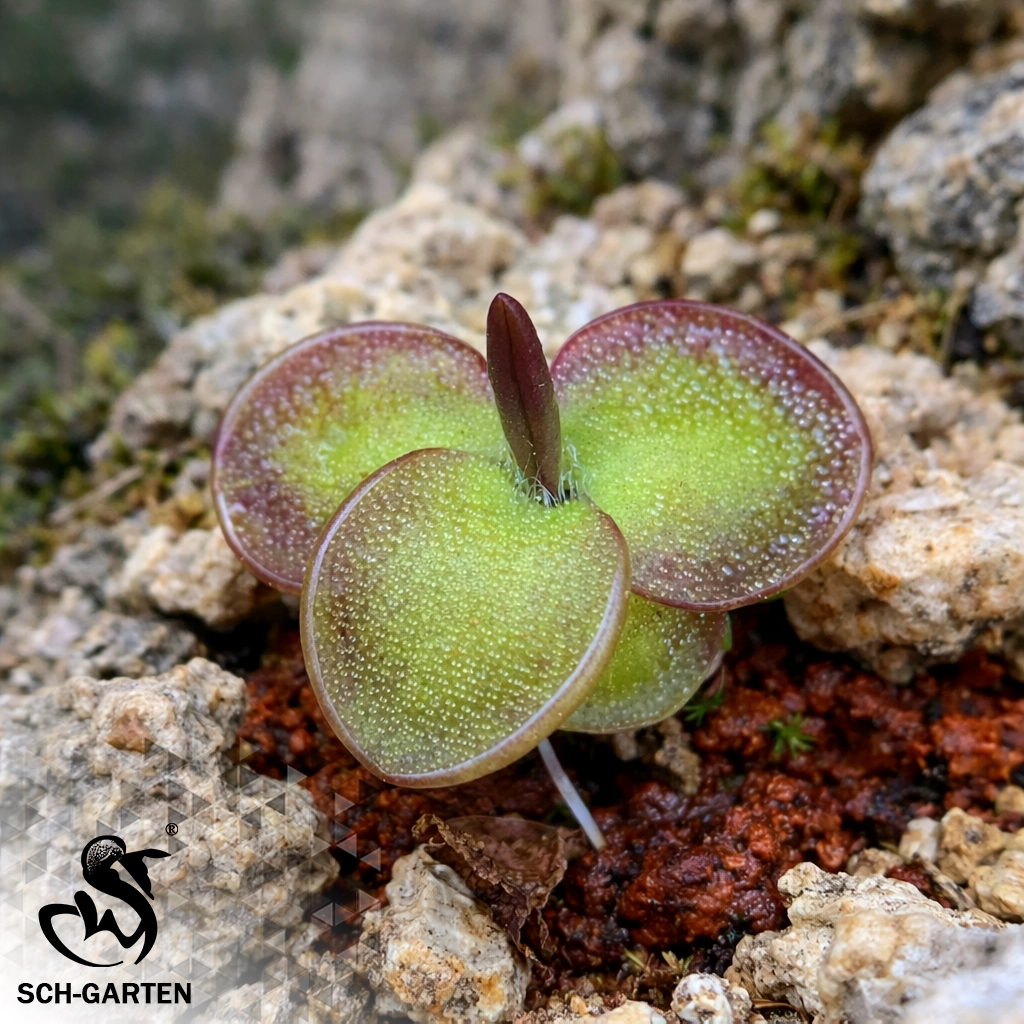 【新品】孔扎特捕虫堇丨Pinguicula conzattii