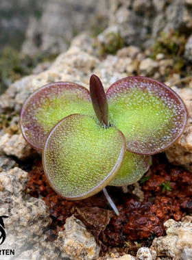 【新品】孔扎特捕虫堇丨Pinguicula conzattii