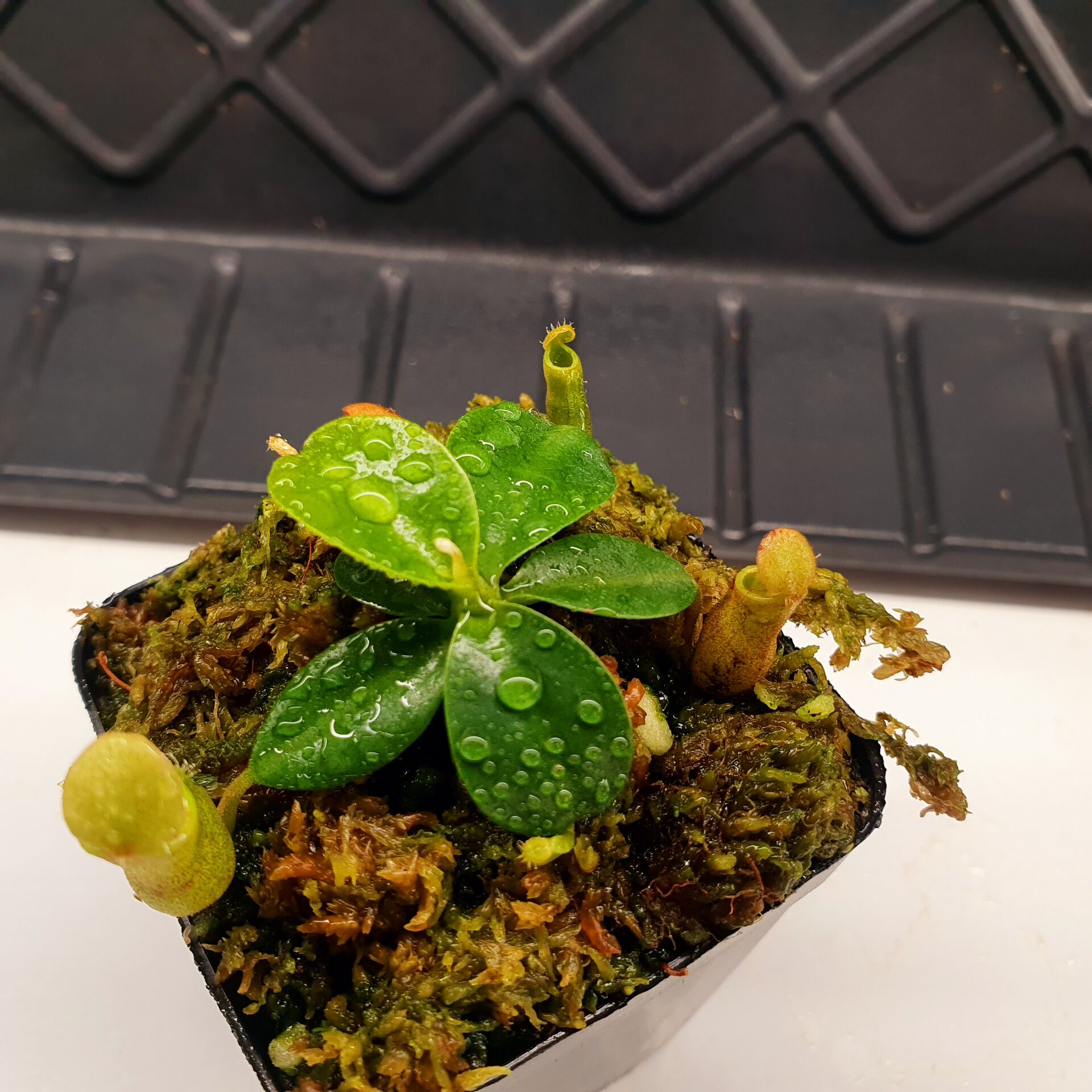【丰收季】CSM风铃X（欣佳浪山 X惊奇)猪笼草20号  6.5CM